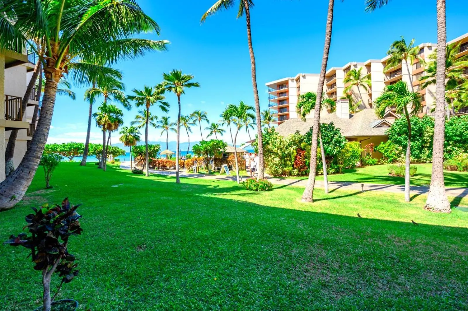 Apartment Kbm Resorts Free Car Kaanapali Shores Ks-155 Ground Floor Steps To Pool And Beach